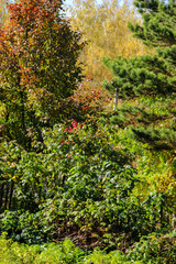 Tall slender white birch trunks in a golden dress  Russian autum