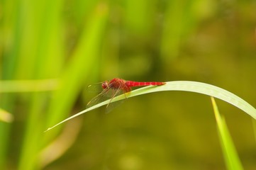 ショウジョウトンボ