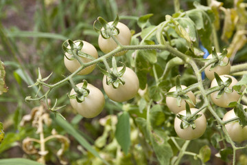 Green raw many tomatoes