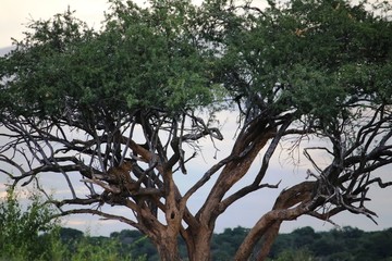 Safari in Chobe National Park, view to acacia tree with leopard, Botswana Africa