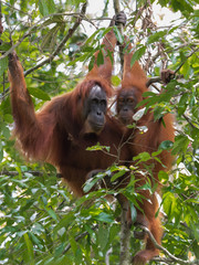 Two quiet adult orangutan hanging on a branch (Bohorok, Indonesia) © alekseev