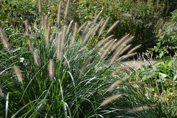 Lampenputzergras ( Pennisetum alopecuroides )