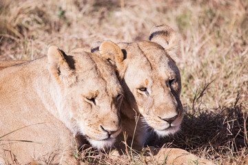 lionesses, in the national park kenya africa Masai Mara