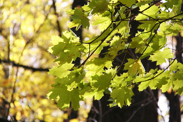 Maple leaves in autumn park