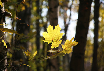 Yellow maple leaves in autumn park