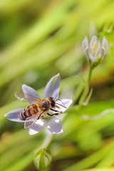 Bee on white flower close up macro while collecting pollen.