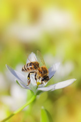 Bee on white flower close up macro while collecting pollen.