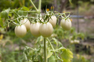 Green raw many tomatoes