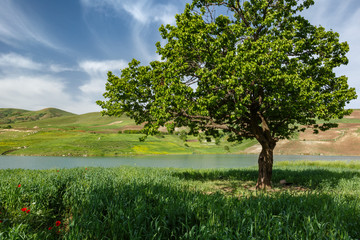 Obraz premium Kamyaran, Kurdestan, Iran