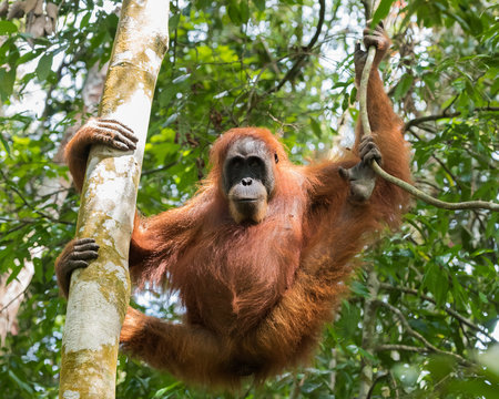 Quiet adult orangutan hanging from a tree, and demonstrates the dexterity of hands and feet (Bohorok, Indonesia)