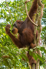Adult hairy orangutan hanging from the branches (Bohorok, Indonesia)