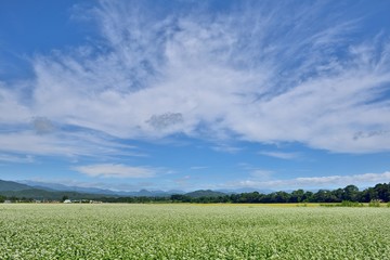 青空と蕎麦の花の風景