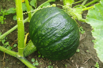 畑で実るカボチャ