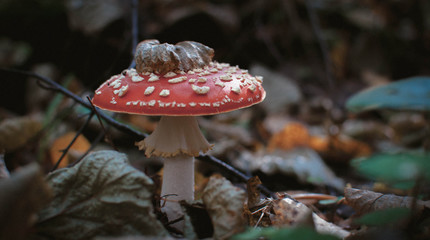  Mushroom