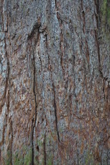 interessante Baumrinde