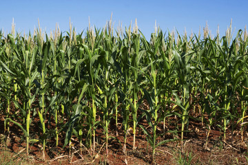 Cornfield