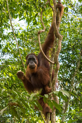 Fototapeta premium Adult and hairy orangutan have a breakfast and hanging on the branches against a background of evergreen jungle (Bohorok, Indonesia)