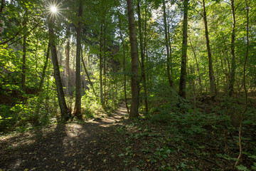 Fototapeta na wymiar Waldspaziergang mit Sonne