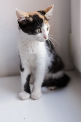 Portrait of a beautiful kitty cat on the windowsill