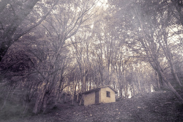 Casetta infestata dai fantasmi nel bosco con la nebbia