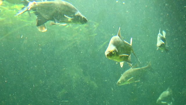 Common bream or carp bream fish (Abramis Brama) underwater in sun rays. Underwater shot in lake. Diving in fresh water. 