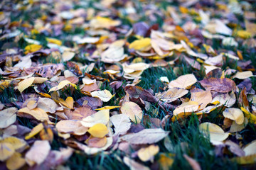 fallen leaves from trees autumn leaves on green grass