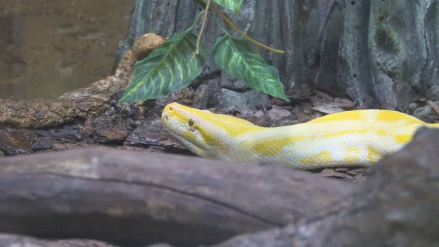 Close up of a albino Burmese python with its pink tongue showing