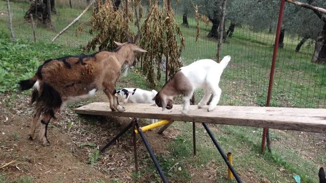 Piccole caprette fanno agility goat