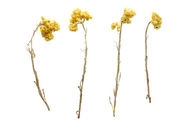 Set of wild flowers, white background