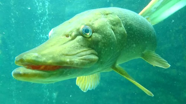 Northern pike (Esox lucius) close up. Underwater shot in lake. Diving in fresh water. 