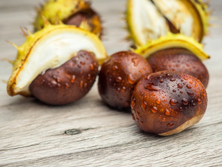 Rosskastanie  Vorlage