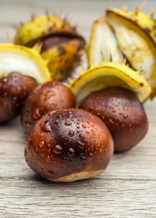 Kastanie Herbst Vorlage