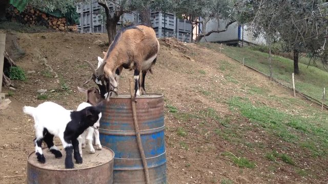 Mamma capra lotta con il figlio