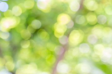 Abstract nature, green bokeh of the tree.