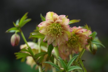 かわいい八重咲きのクリスマスローズ