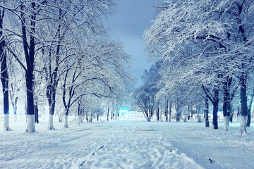 Night winter landscape in the alley of city park