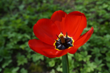 Fototapeta premium tulipan