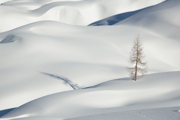 Snow, winter mountain landscape, tree alone