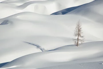 Deurstickers Sneeuw, winterberglandschap, boom alleen © Belphnaque