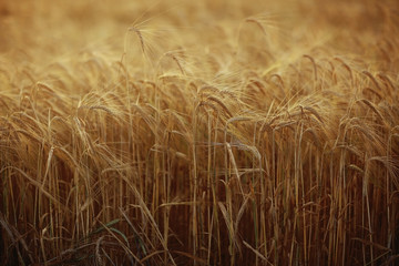 yellow ripe barley ears in the field autumn background