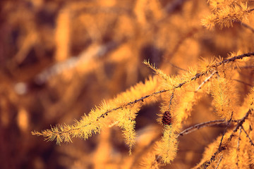 autumn background yellow larch branches