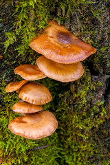 Mushrooms on trunk in autumn