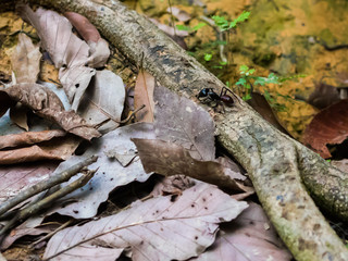 Huge ant sitting on a branch near the dry leaves (Bohorok, Indonesia)