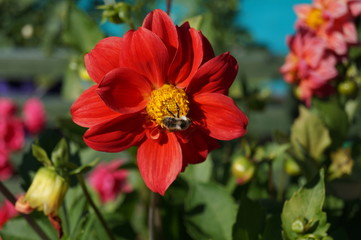 Шмель и георгин