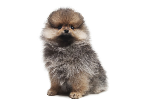photo of sitting shpitz dog isolated on white