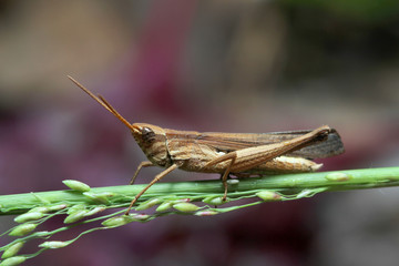 Grasshopper in Southeast Asia.