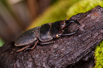 Stag Beetle