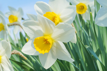 Fototapeta premium Narcissus plant flowers