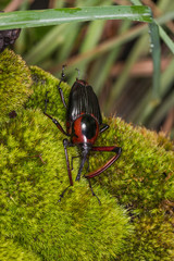 Snout Beetle