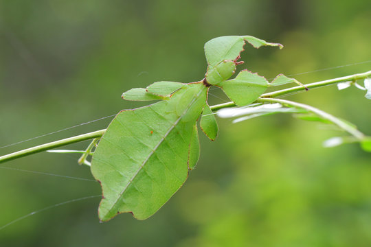 Leaf insect in Southeast Asia.